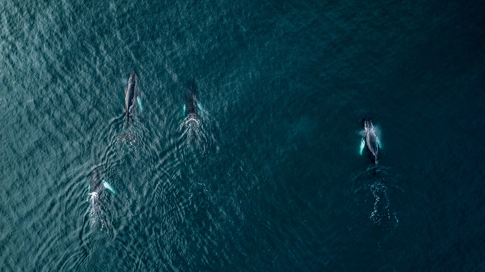 Avistamiento de Ballenas en Punta Pescadero Paradise