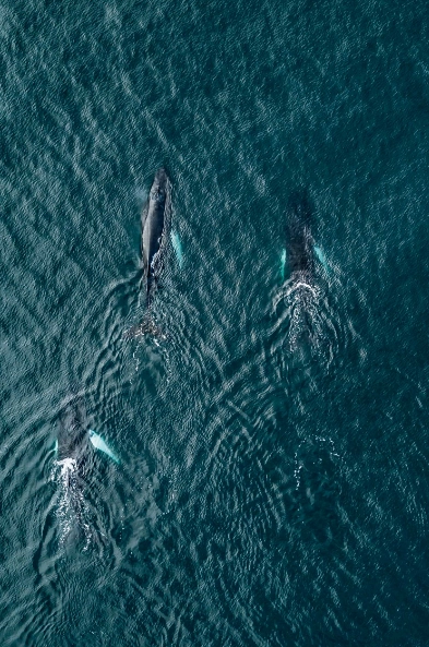 Avistamiento de Ballenas en Punta Pescadero Paradise